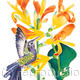 Humming Bird