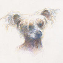chinese crested