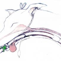 intubated dog