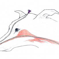 canine nasogastric tube