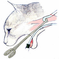 hidden oesophageal feeding…