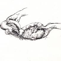 hidden pyometra surgery