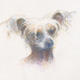 chinese crested
