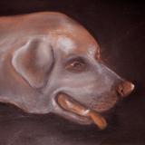 Rudy - Conte crayon on paper