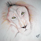 Big Cats Collection - Lion - Colour pencil on Paper