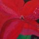 Red Amaryllis 1 | (sold) | | Red Amaryllis 1