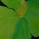 Green Orchid 3 | (sold) | | Green Orchid 3