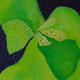 Green Orchid 2 | (sold) | | Green Orchid 2