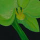 Green Orchid 1 | (sold) | | Green Orchid 1