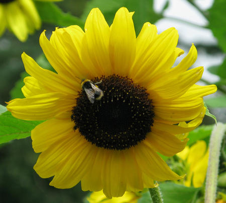 Sunflower