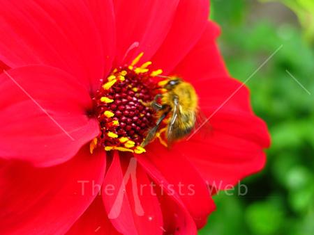 Bee on Red Flower