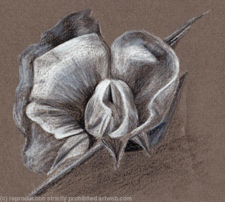 Sketch of a White Flower