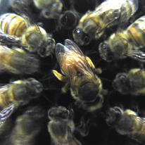 Queen Honey Bee