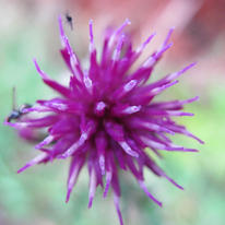 Pink Flower