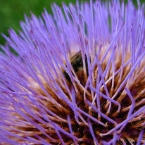 Bee in Flower