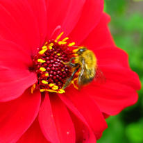 Bee on Red Flower