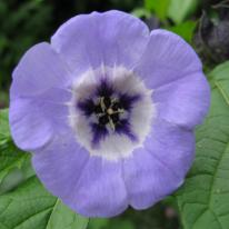 Blue Viola