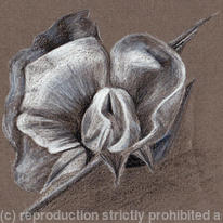 Sketch of a White Flower