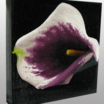 Calla Lily