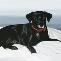 Labrador Cross