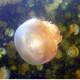 Jellyfish Lake - Palau