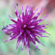 Pink Flower