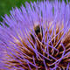 Bee in Flower
