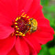 Bee on Red Flower