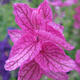 Pink textured flower