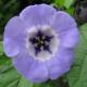 Blue Viola
