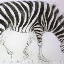 Zebra 1 