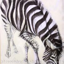 Zebra 2