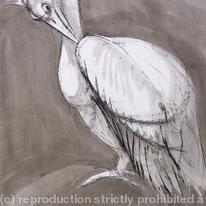 hidden Pelican, preening.