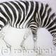 Zebra 1 | £250 | | charcoal on paper Zebra 1