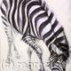 Zebra 2 | £250 | | charcoal and wash on paper Zebra 2