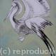 Pelican,blue