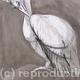 Pelican, preening.