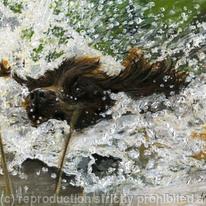 Splash