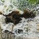 Splash