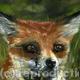 FOXEY