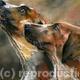 HOUNDS