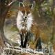 WINTER FOX
