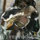 DUCK RETRIEVED