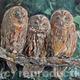 Tawny Trio