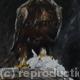 Golden Eagle with prey