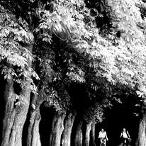 hidden trees