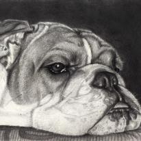 Bull Dog Portrait