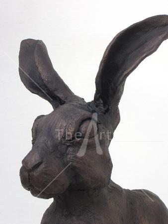 Hare (Close Up)