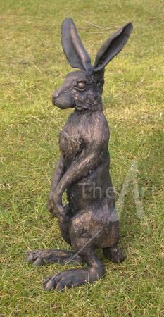 Hare Spotting
