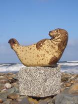 Seal by the Sea